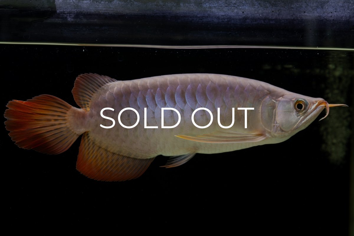 画像9: SUMO Fe.43（横綱） (9)