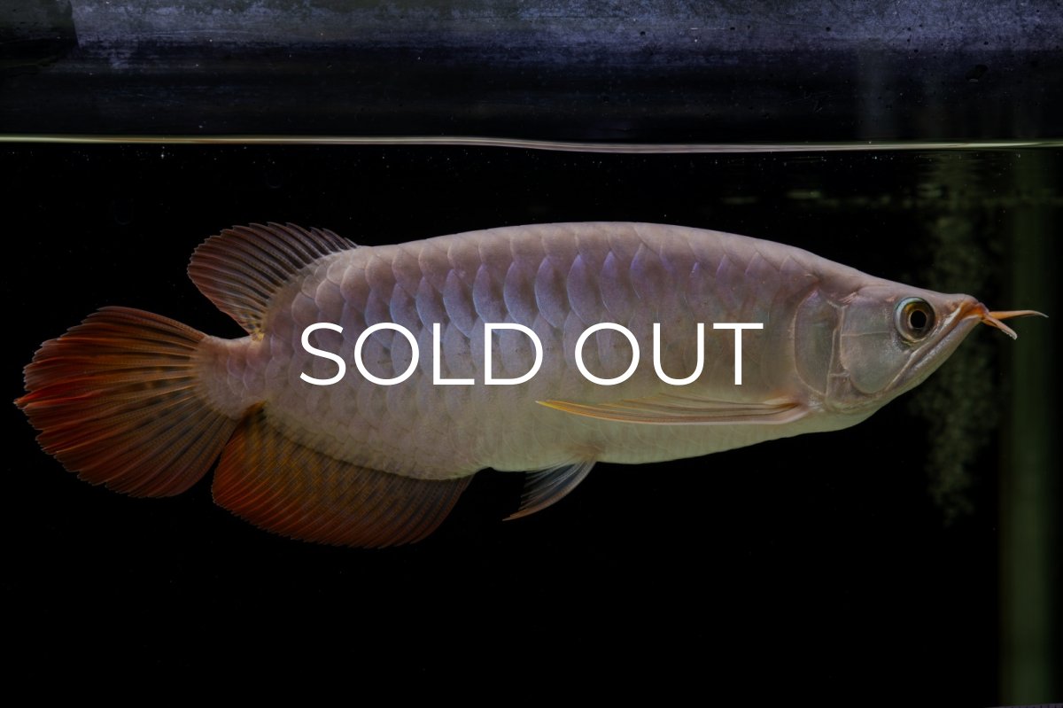 画像5: SUMO Fe.43（横綱） (5)