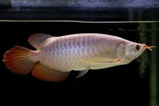 画像5: SUMO Fe.43（横綱） (5)