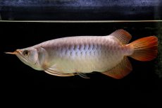 画像23: SUMO Fe.43（横綱） (23)