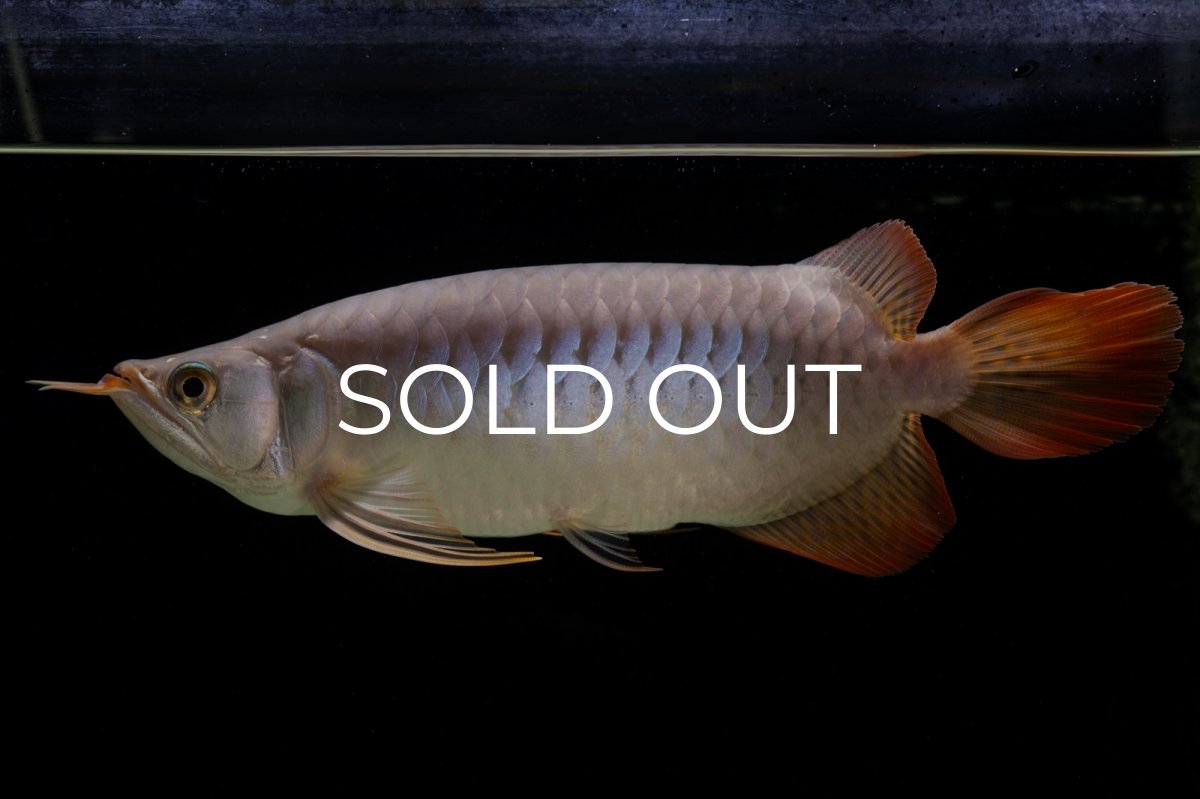 画像22: SUMO Fe.43（横綱） (22)