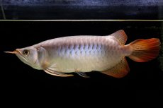 画像22: SUMO Fe.43（横綱） (22)