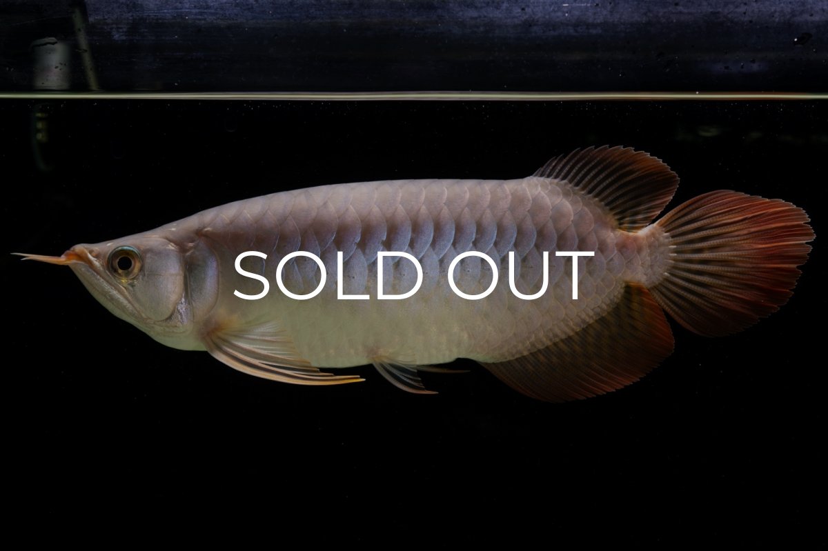 画像2: SUMO Fe.43（横綱） (2)