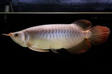 画像2: SUMO Fe.43（横綱） (2)