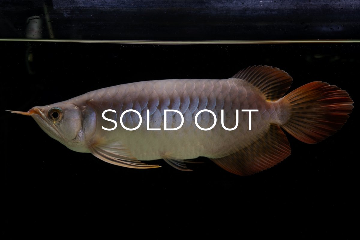 画像21: SUMO Fe.43（横綱） (21)