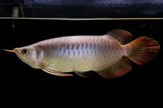 画像21: SUMO Fe.43（横綱） (21)