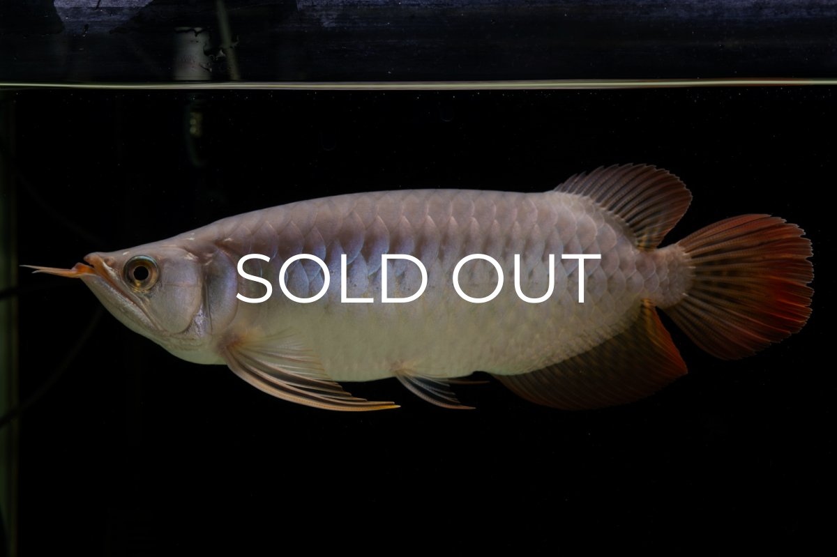 画像20: SUMO Fe.43（横綱） (20)