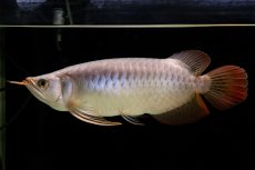 画像20: SUMO Fe.43（横綱） (20)