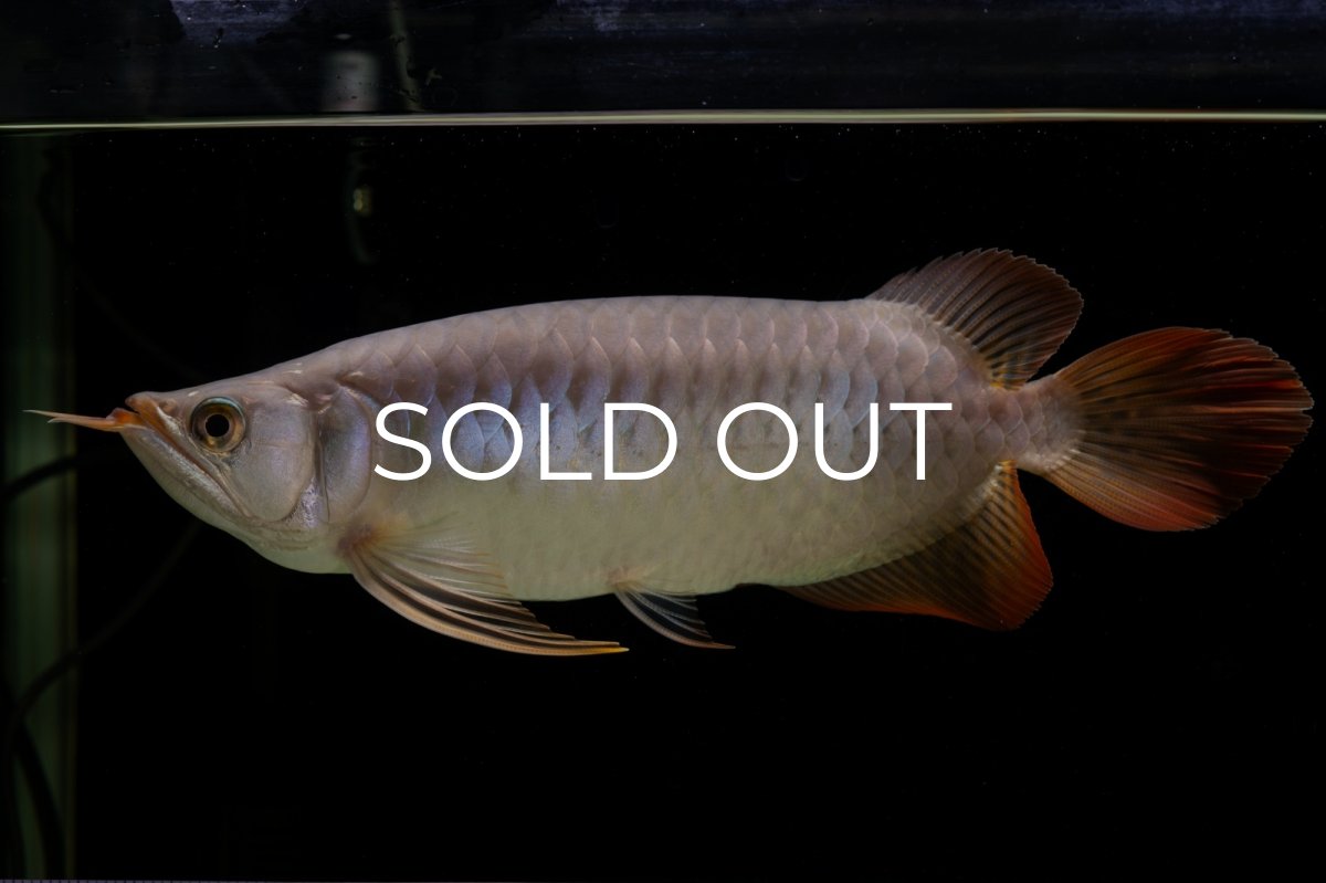 画像19: SUMO Fe.43（横綱） (19)