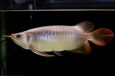 画像19: SUMO Fe.43（横綱） (19)