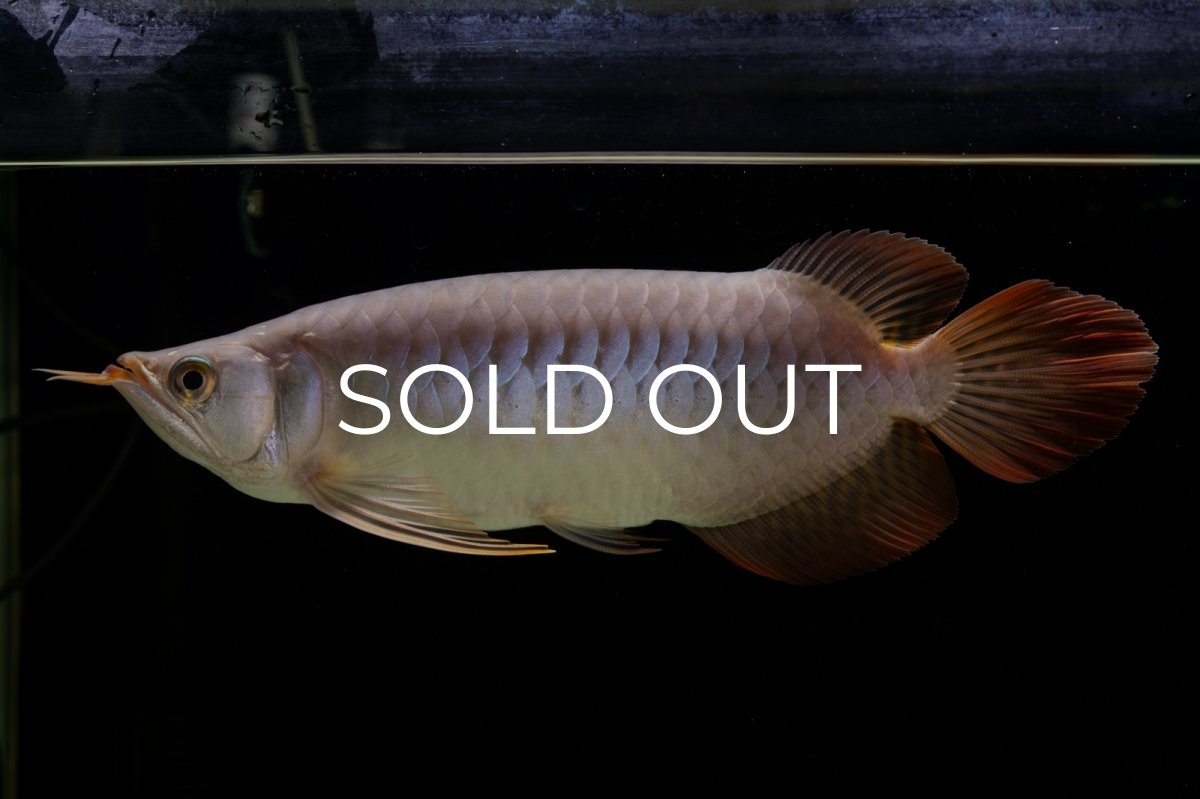 画像13: SUMO Fe.43（横綱） (13)