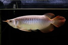 画像13: SUMO Fe.43（横綱） (13)