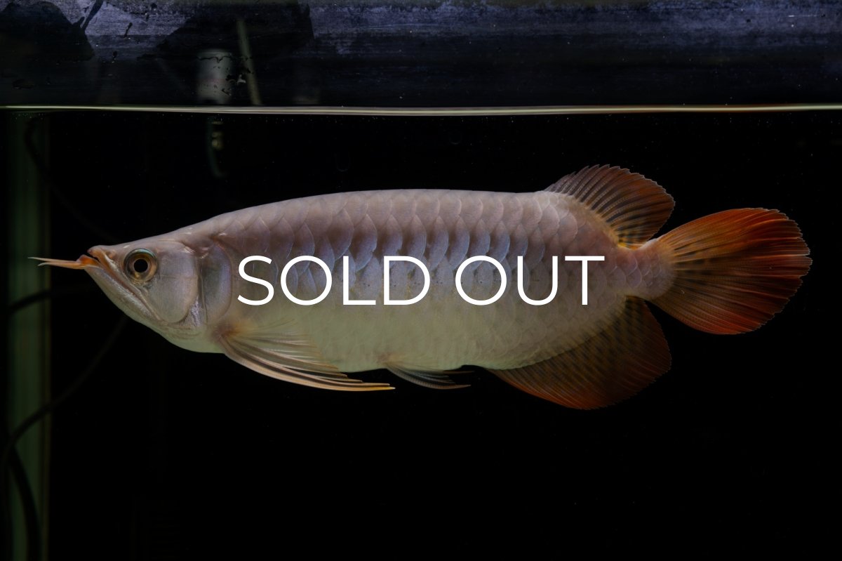 画像12: SUMO Fe.43（横綱） (12)