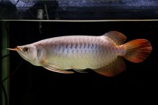 画像12: SUMO Fe.43（横綱） (12)