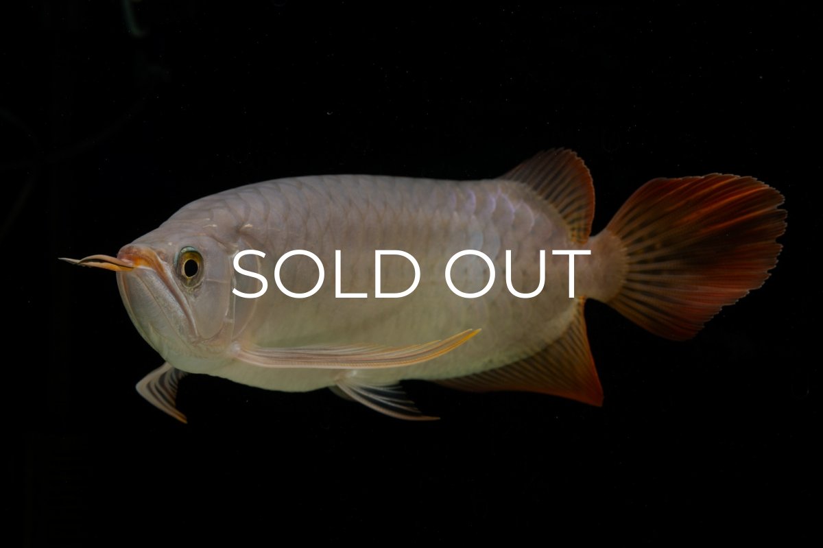 画像18: SUMO Fe.43（横綱） (18)