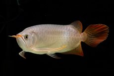 画像18: SUMO Fe.43（横綱） (18)