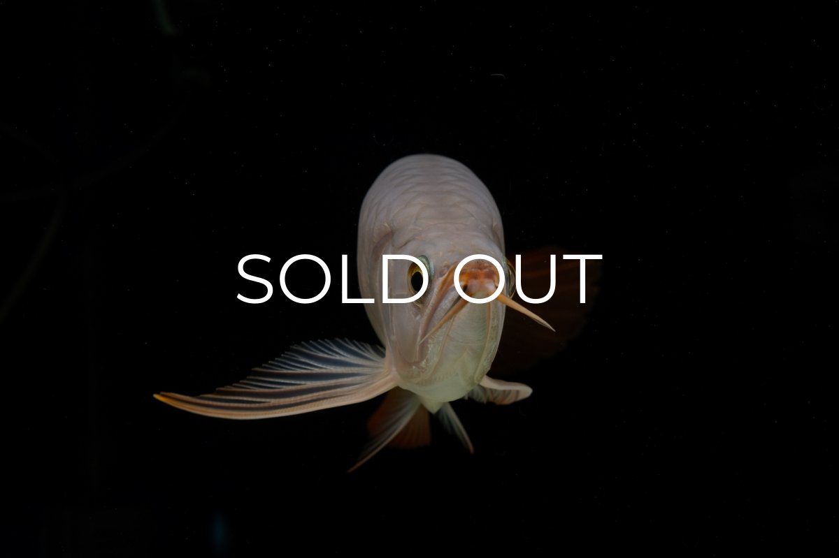 画像17: SUMO Fe.43（横綱） (17)