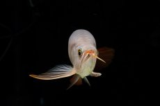 画像17: SUMO Fe.43（横綱） (17)