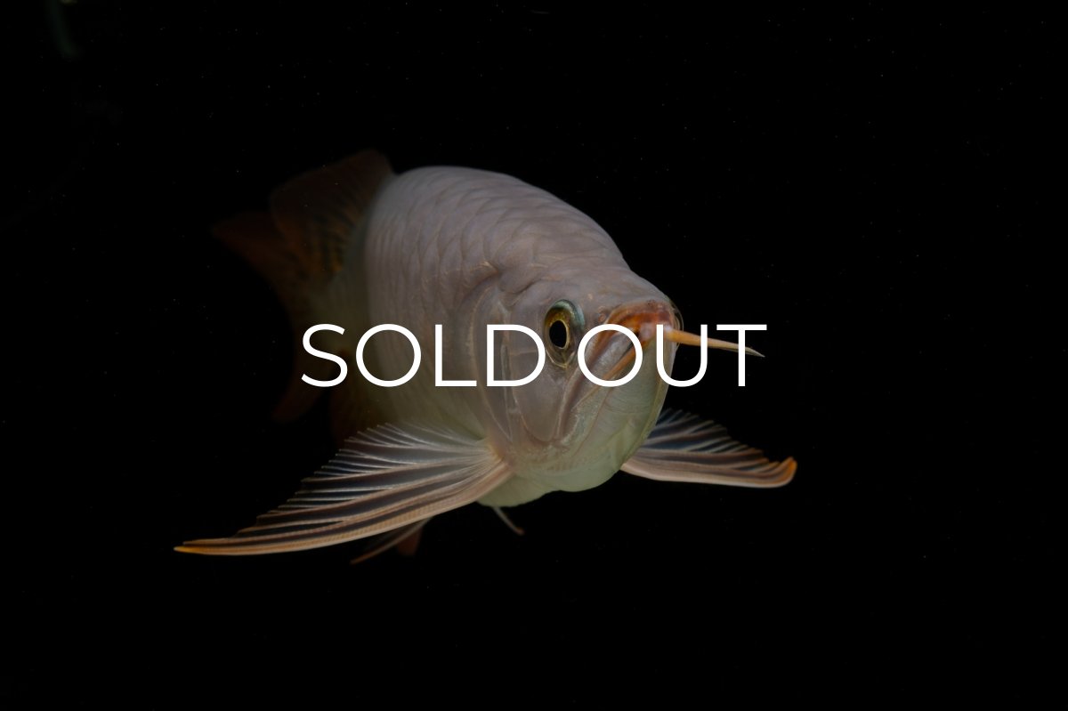 画像16: SUMO Fe.43（横綱） (16)