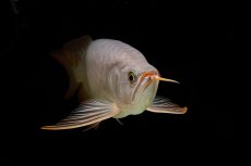 画像16: SUMO Fe.43（横綱） (16)