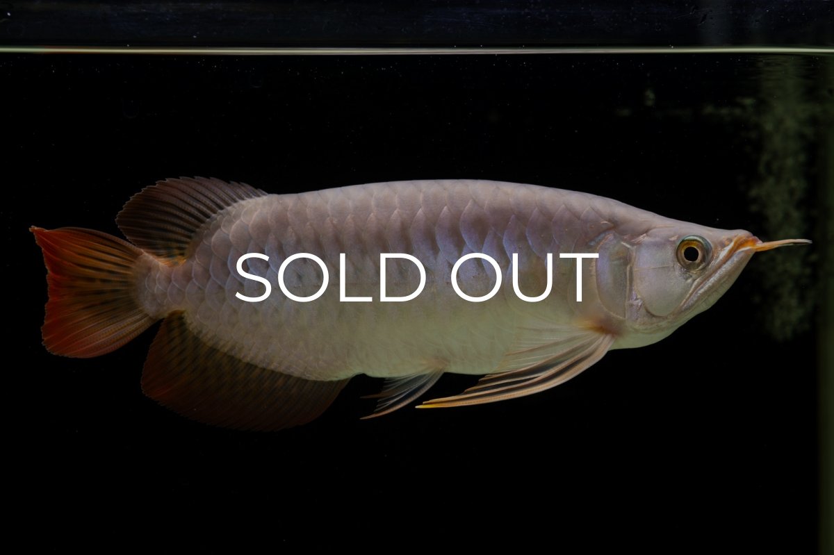 画像3: SUMO Fe.43（横綱） (3)