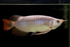 画像3: SUMO Fe.43（横綱） (3)