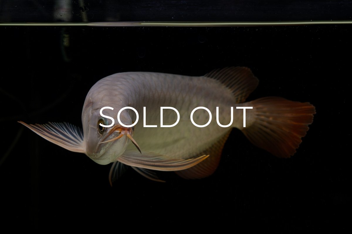 画像15: SUMO Fe.43（横綱） (15)