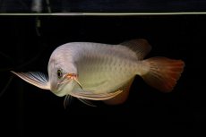 画像15: SUMO Fe.43（横綱） (15)