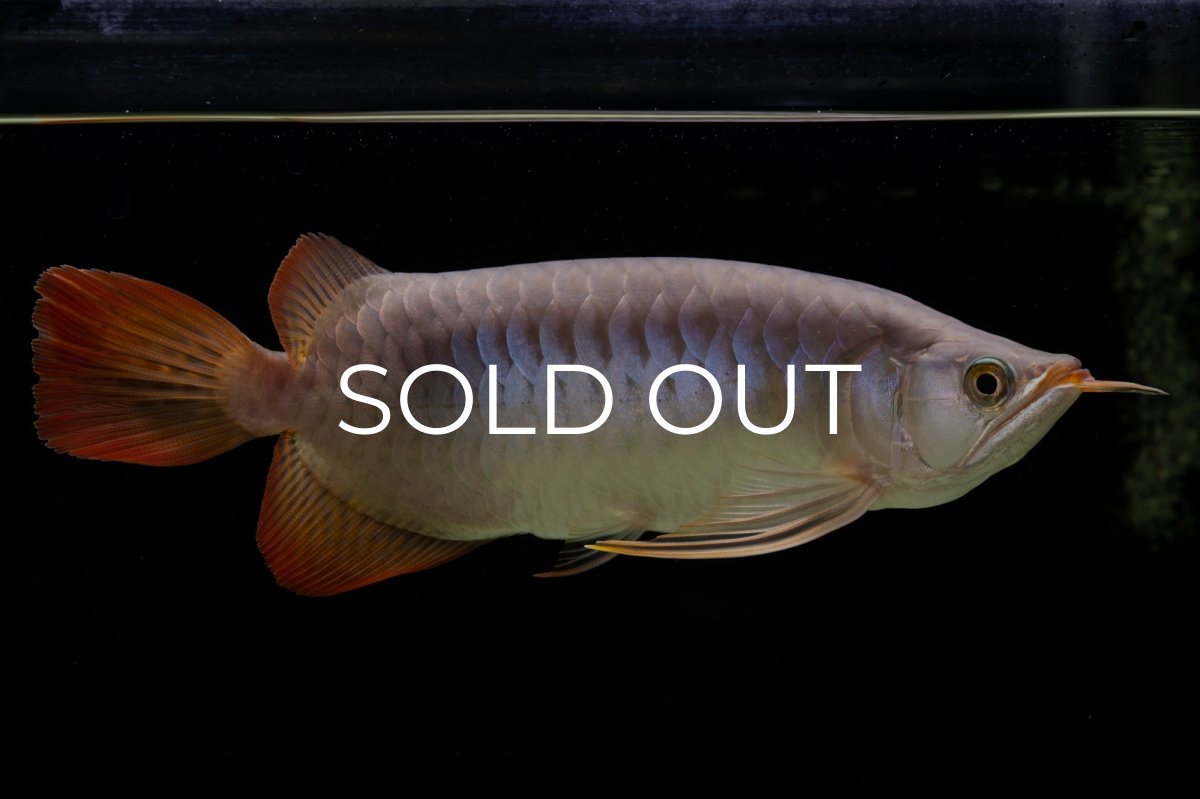 画像11: SUMO Fe.43（横綱） (11)