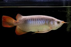 画像11: SUMO Fe.43（横綱） (11)