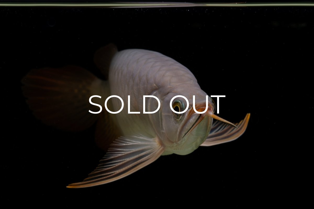 画像14: SUMO Fe.43（横綱） (14)