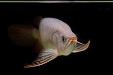 画像14: SUMO Fe.43（横綱） (14)