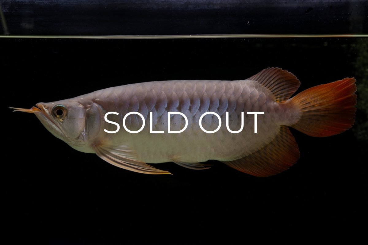 画像10: SUMO Fe.43（横綱） (10)