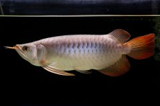 画像10: SUMO Fe.43（横綱） (10)