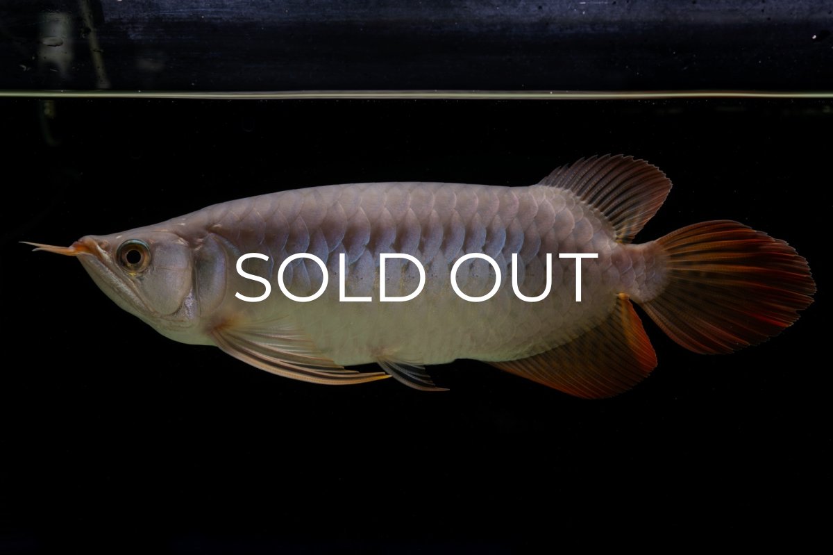 画像8: SUMO Fe.43（横綱） (8)