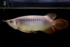 画像8: SUMO Fe.43（横綱） (8)