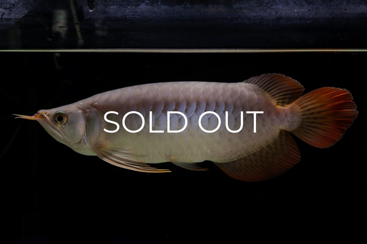 画像6: SUMO Fe.43（横綱） (6)