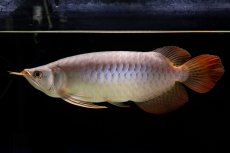 画像6: SUMO Fe.43（横綱） (6)