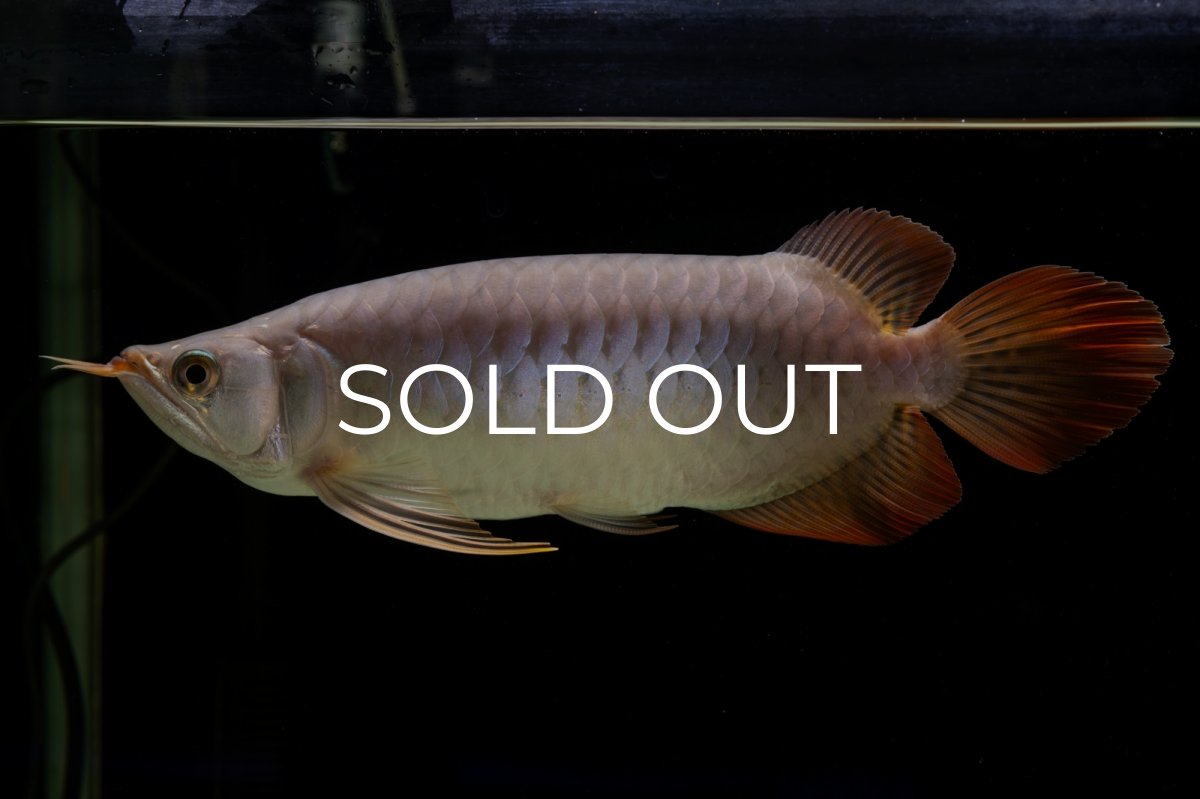 画像4: SUMO Fe.43（横綱） (4)