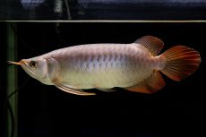 画像4: SUMO Fe.43（横綱） (4)