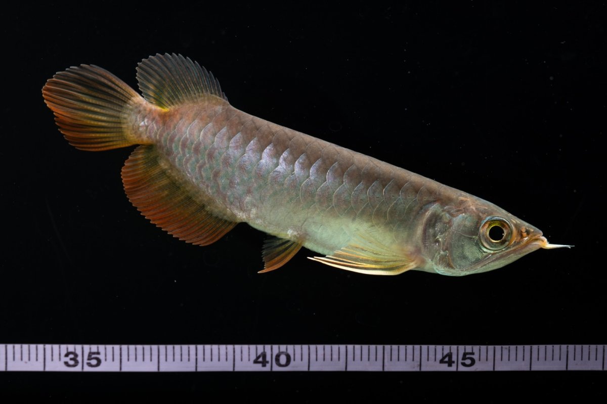 画像13: 紅尾金龍　 NO.12（ディナミカカプアス産） (13)