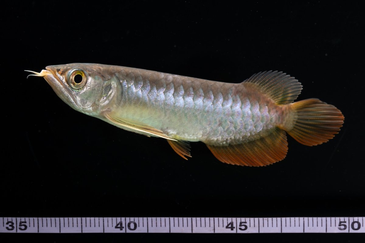 画像12: 紅尾金龍　 NO.12（ディナミカカプアス産） (12)