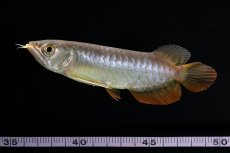 画像12: 紅尾金龍　 NO.12（ディナミカカプアス産） (12)