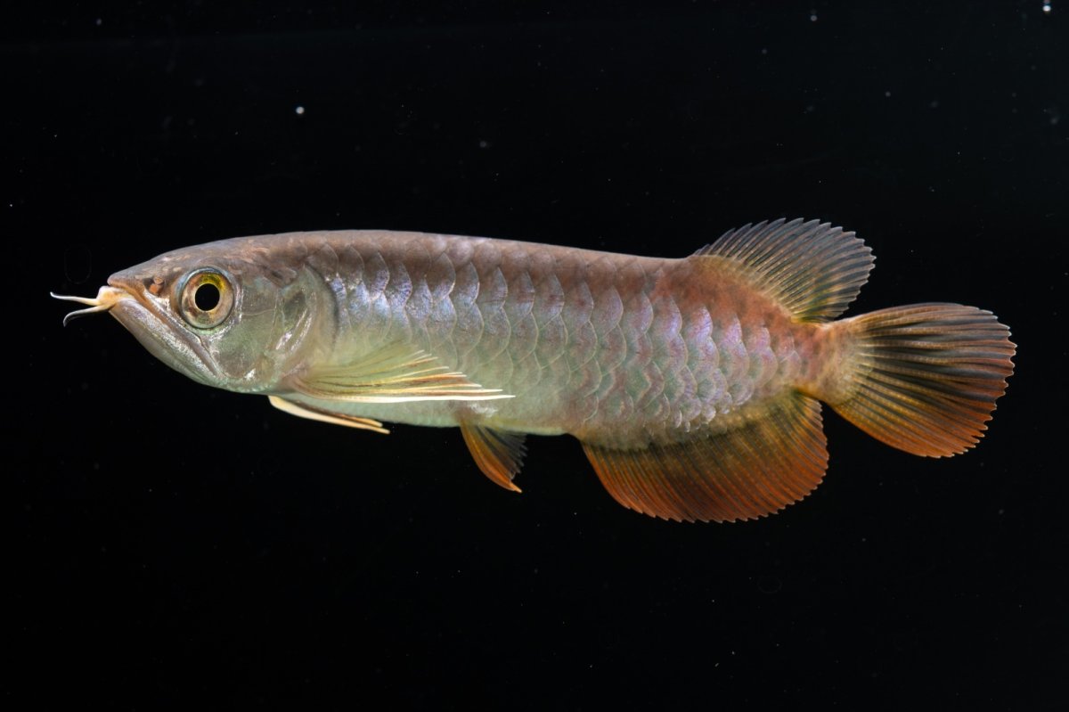 画像11: 紅尾金龍　 NO.12（ディナミカカプアス産） (11)