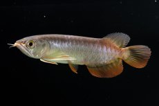 画像11: 紅尾金龍　 NO.12（ディナミカカプアス産） (11)