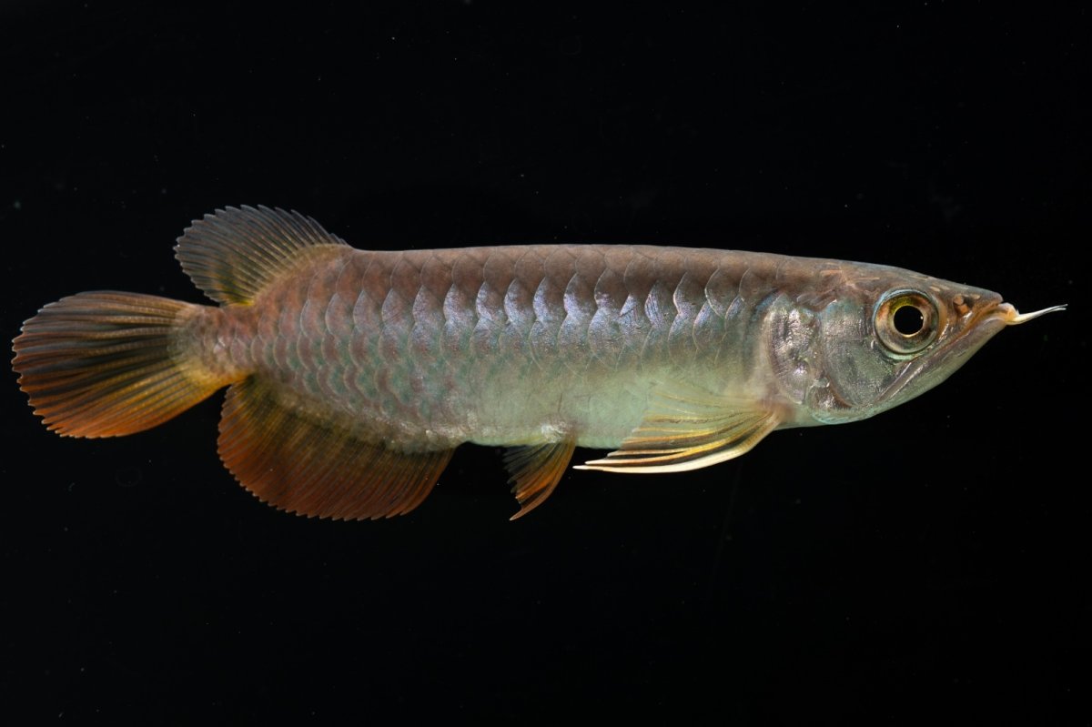 画像9: 紅尾金龍　 NO.12（ディナミカカプアス産） (9)