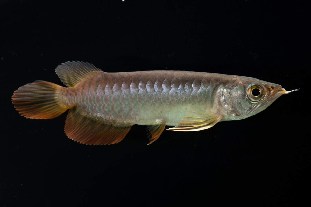 画像5: 紅尾金龍　 NO.12（ディナミカカプアス産） (5)