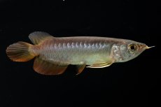 画像5: 紅尾金龍　 NO.12（ディナミカカプアス産） (5)