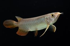 画像7: 紅尾金龍　 NO.12（ディナミカカプアス産） (7)