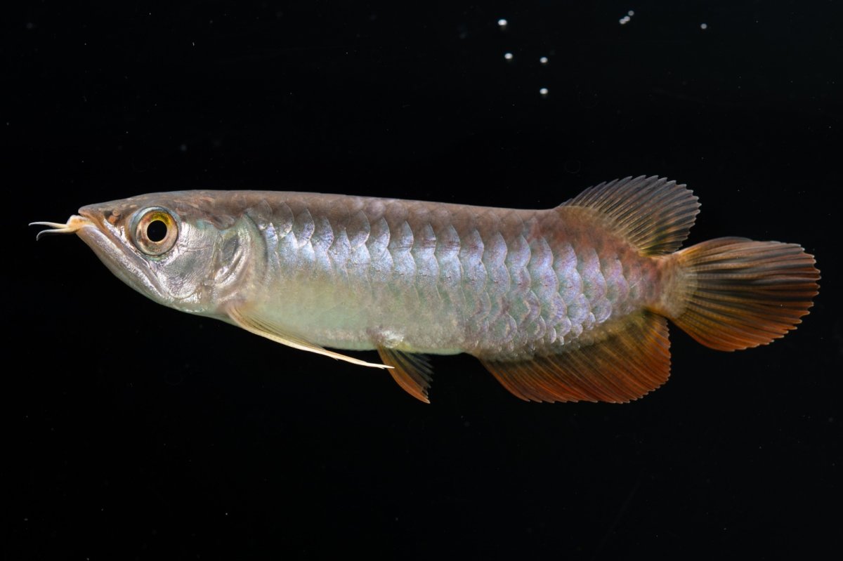 画像10: 紅尾金龍　 NO.12（ディナミカカプアス産） (10)